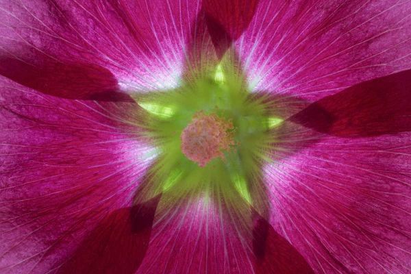 Washington, Seabeck Hollyhock blossom composite